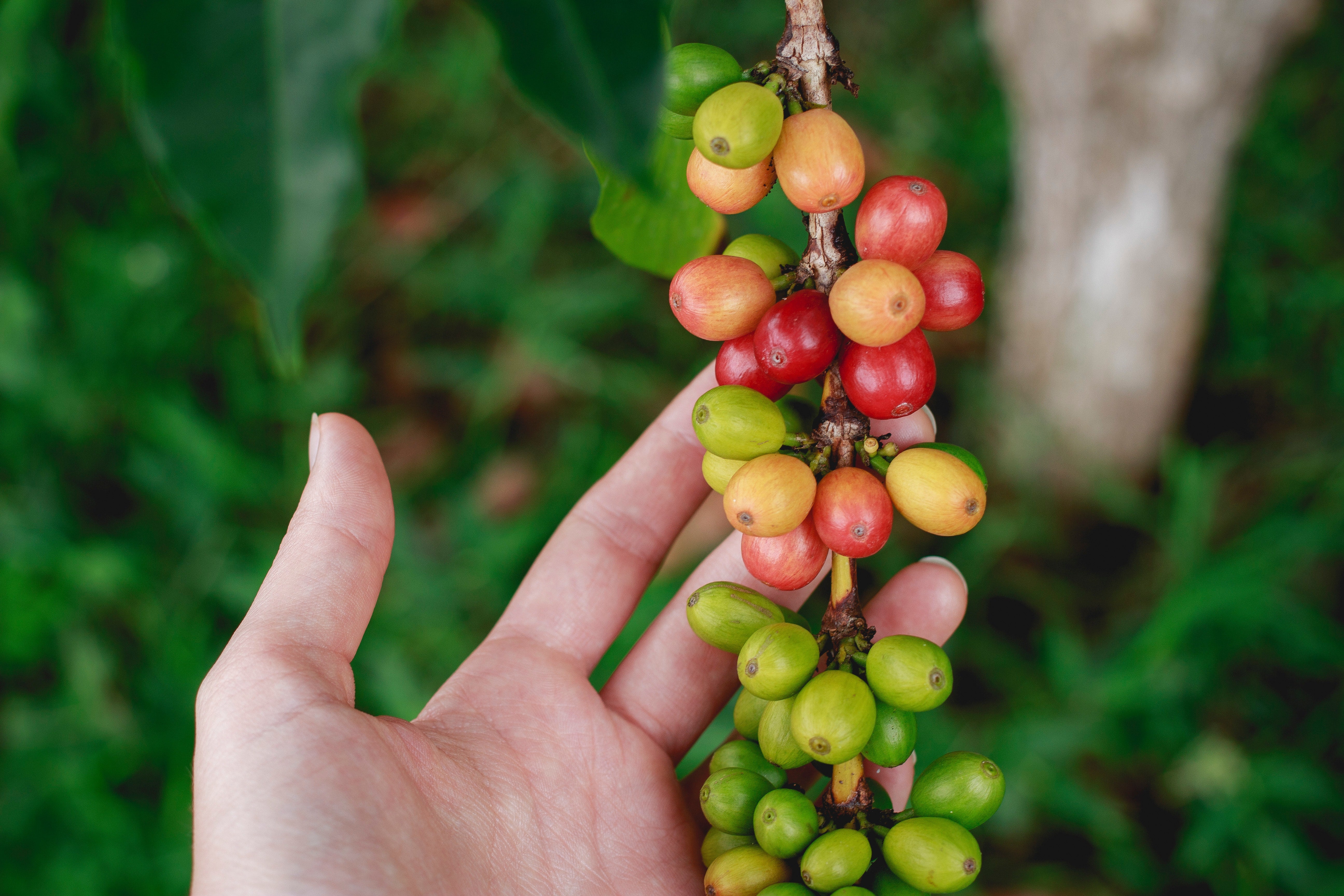 Arabica vs Robusta